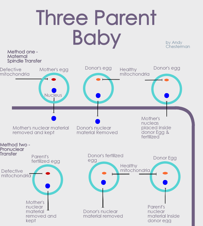 Three Parent Baby - Infographic
