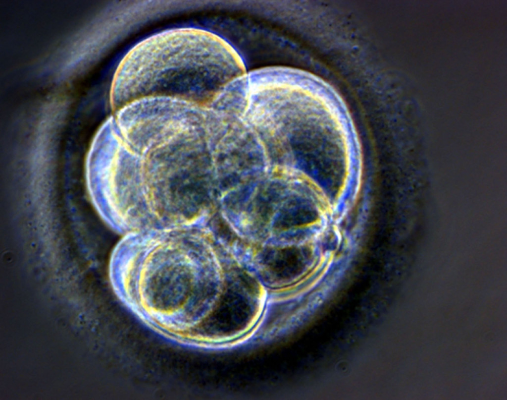 Embryo