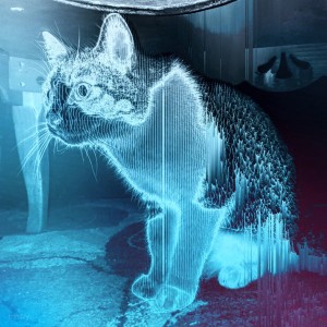 HACK cardiac cats