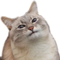Profile picture of tricache