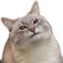 Profile picture of tricache